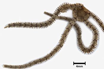 Media type: image;   Invertebrate Zoology OPH-3895 Description: Top down view of single ophiuroid specimen with a scale bar.;  Aspect: dorsal1